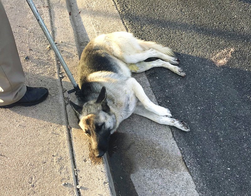 A dog that snarled traffic on two Phoenix freeways during the morning commute is shown after it was finally caught after snarling traffic for hours on two Phoenix freeways Tuesday, Nov. 20, 2018. It will be quarantined for 10 days after it bit a state trooper trying to grab its collar. Authorities say dispatchers got calls overnight about the dog being on at least one freeway and that efforts to remove it intensified during the commute when it began tying up traffic on State Routes 51 and 202. (Arizona Department of Public Safety via AP)