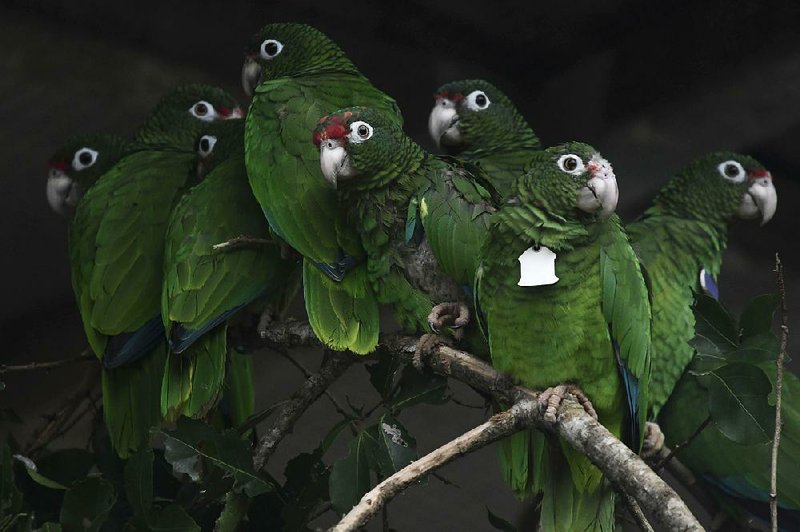 Puerto Rican parrots huddle in a flight cage recently at the Iguaca Aviary in El Yunque where they were bred while scientists try to decide the best way to release them into the wild. 