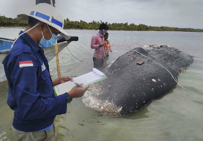 Researchers in a national park in Sulawesi, Indonesia, collect data Tuesday on a dead whale, whose stomach was found to contain about 13 pounds of plastic waste. 