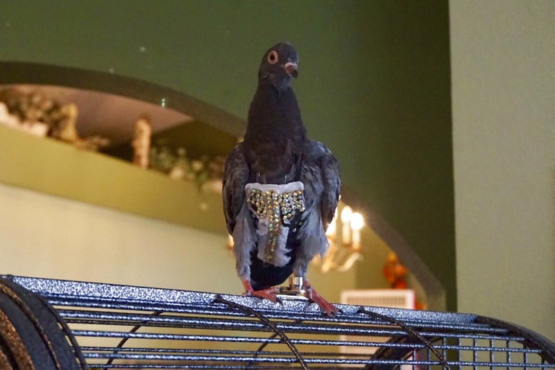 File-This Wednesday, Nov. 14, 2018, file photo shows a pigeon wearing a bedazzled vest in Peoria, Ariz. A pigeon that had flown the coop with only its bedazzled vest is nesting back home in Phoenix. The Arizona Republic reports Marlette Fernando and her husband were reunited Tuesday, Nov. 20, 2018, with their pet pigeon Olive. The bird was brought to Fallen Feathers bird rescue center in Peoria more than a week ago. Center director Jody Kieran says she knew the pigeon had to be someone's feathered friend when she saw the rhinestone-studded vest. (Angel Mendoza/The Arizona Republic via AP)