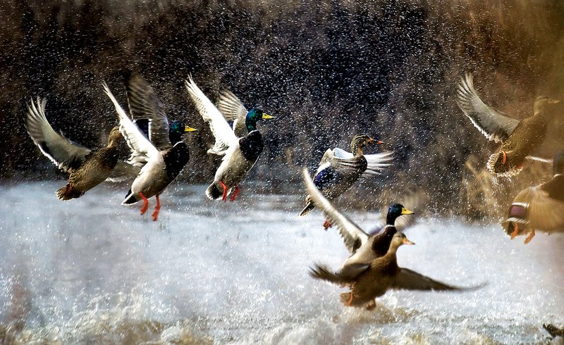 Wings Over the Prairie