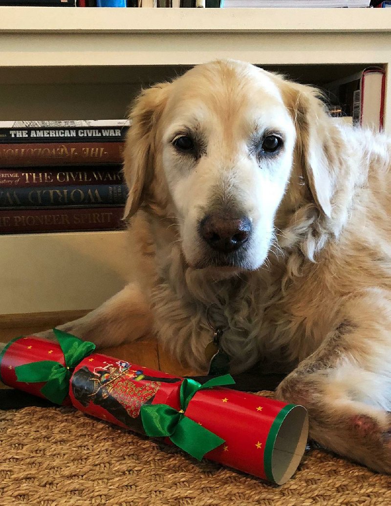 Mary Carol Garrity’s dog, Lyric, gets into the holiday spirit. 