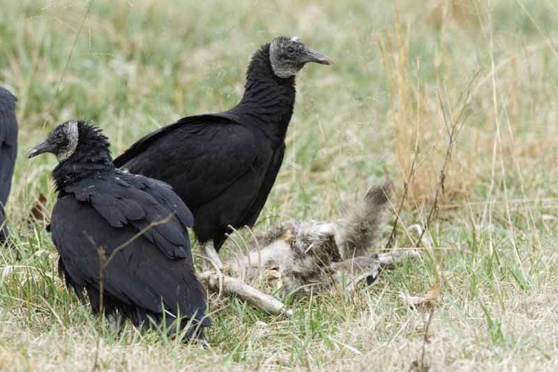 In this March 2007 photo, black vultures eat a coyote carcass at Shepherd of Hill Fish Hatchery in Branson, Mo. Black vultures have extended their range from South America and the southeastern U.S. into Midwestern states such as Missouri, Illinois, Indiana and Ohio. Like the more common turkey vulture, the black vulture feeds off dead animals, but unlike the turkey vulture, it also attacks live animals. Cattle producers have reported that newborn calves are particularly vulnerable to fatal attacks. (Jim Rathert/Missouri Department of Conservation via AP)