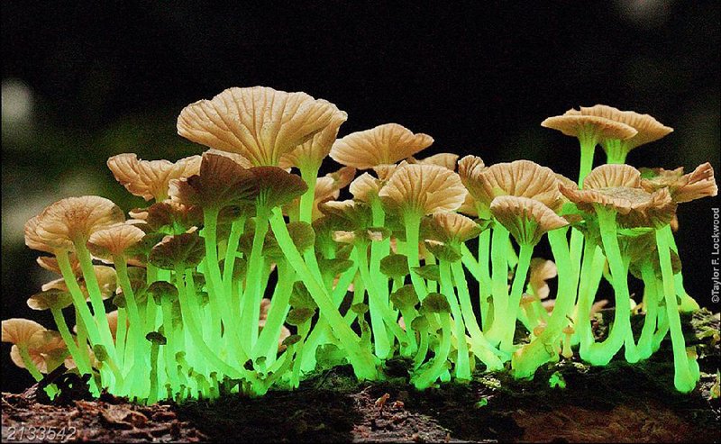 Bioluminescent Mycena lucentipes fungi was photographed in Brazil by Taylor F. Lockwood. 