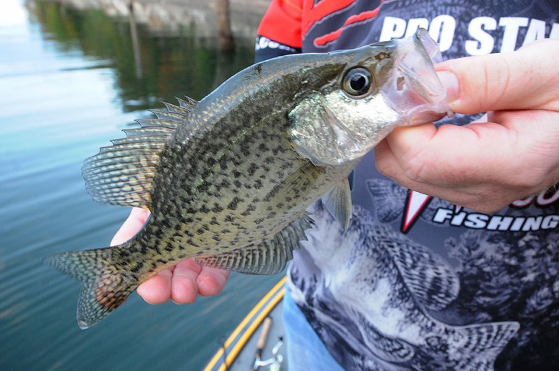 NWA Democrat-Gazette/FLIP PUTTHOFF About 5,000 crappie have been stocked into Swepco Lake two miles west of Gentry. The fish average five inches long. They are expected to grow to 10 inches in a year or two.