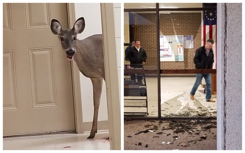 The deer in the Cross County Courthouse is shown at left. At right, the window it broke to gain access to the facility. (Submitted photos)