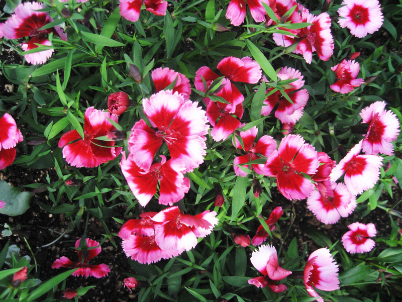 Dianthus chinensis "Super Parfait Raspberry" is a type of Dianthus known as China pinks.
