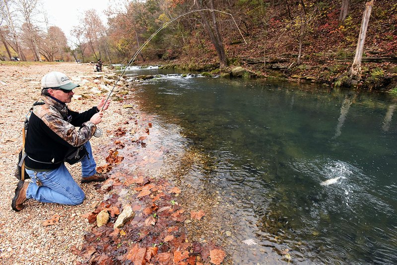 NWA Democrat-Gazette/FLIP PUTTHOFF Kyle Buzzard of Diamond, Mo. works a rainbow trout toward shore Nov. 8 on opening day of catch and release trout fishing season at Roaring River State Park near Cassville, Mo. Fishing is allowed with flies Fridays through Mondays through the second Monday in February.