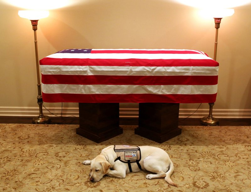 The Associated Press IN SERVICE: Sully, President George H.W. Bush's service dog, lies in front of his casket Sunday in Houston. The 41st president died Friday at his home in Houston at 94.