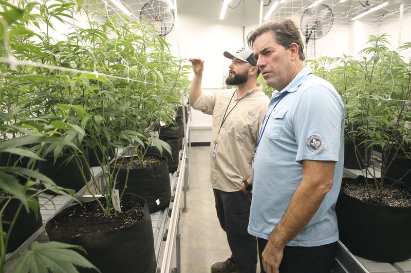 In this Nov. 29, 2018, photo CEO Morris Denton, right, inspects plants in the growing room with cultivation technician Robert Russin as employees work at Compassionate Cultivation in Manchaca, Texas. (Tom Reel/The San Antonio Express-News via AP)