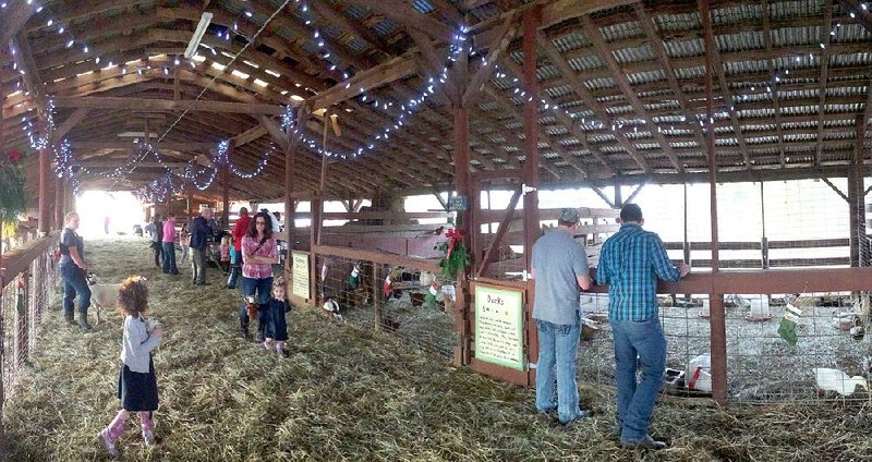 Humans and animals alike celebrate Christmas with music, food, pictures and lots of lights at the Heifer Ranch’s Holiday Hoopla open house event.