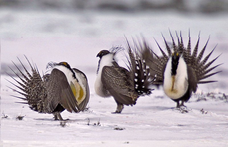 In this April 20, 2013 file photo, male greater sage grouse perform mating rituals for a female grouse, not pictured, on a lake outside Walden, Colo. The Trump administration is advancing plans to ease restrictions on oil and gas drilling and other activities on huge swaths of land in the American West that were put in place to protect an imperiled bird species. Land management plans released Thursday would open more areas to leasing and allow waivers for drilling pads to encroach into the bird's habitat. That would reverse protections for greater sage grouse enacted in 2015, under President Barack Obama. (AP Photo/David Zalubowski, File)

