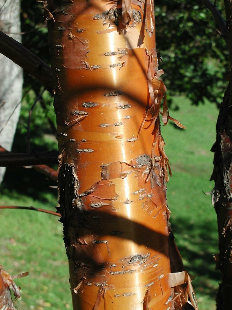 The coppery-red, peeling bark of paperbark maple is but one of the ornamental qualities that makes this small tree well worth growing 