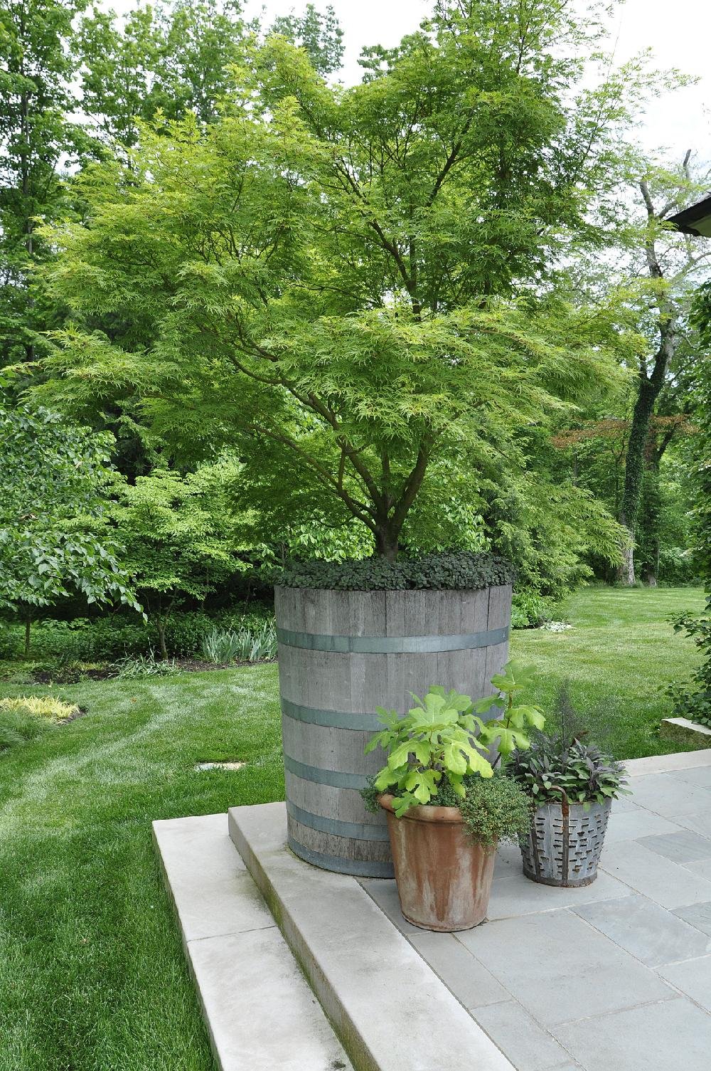 Growing Shade: With A Proper Container You Can Have A Tree Almost Anywhere