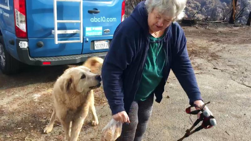 In this Friday Dec. 7, 2018 image from video provided by Shayla Sullivan, "Madison," the Anatolian shepherd dog that apparently guarded his burned home for nearly a month, greets his owner, Andrea Gaylord, as she was allowed back to check on her burned property in Paradise, Calif. Sullivan, an animal rescuer, left food and water for Madison during his wait. Gaylord fled when the Nov. 8 fire destroyed the town of 27,000. (Shayla Sullivan via AP)