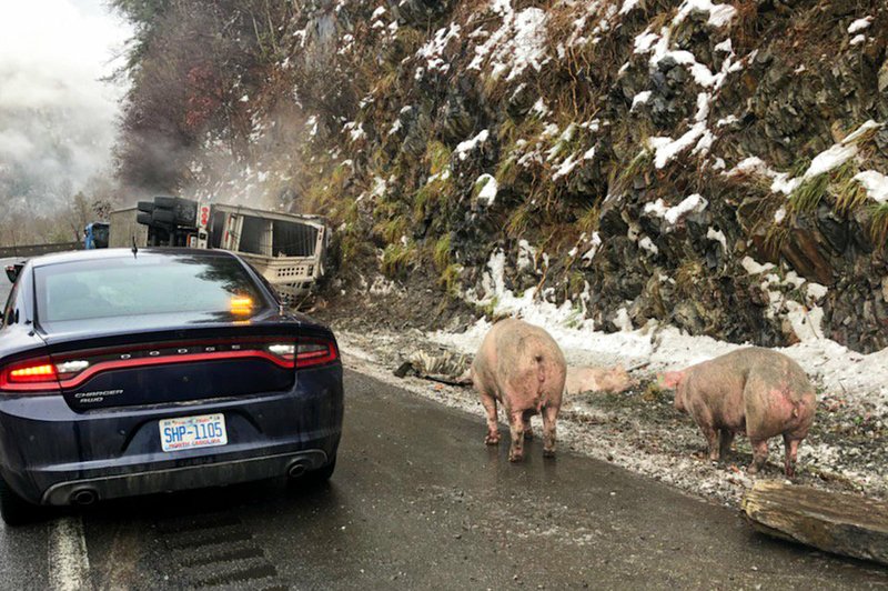 Pigs wander the shoulder of Interstate 40 near the state line with Tennessee in Haywood County, North Carolina, after a crash on Monday Dec. 10, 2018. The crash caused delays while local farmers helped authorities corral the pigs. (North Carolina Department of Transportation via AP)