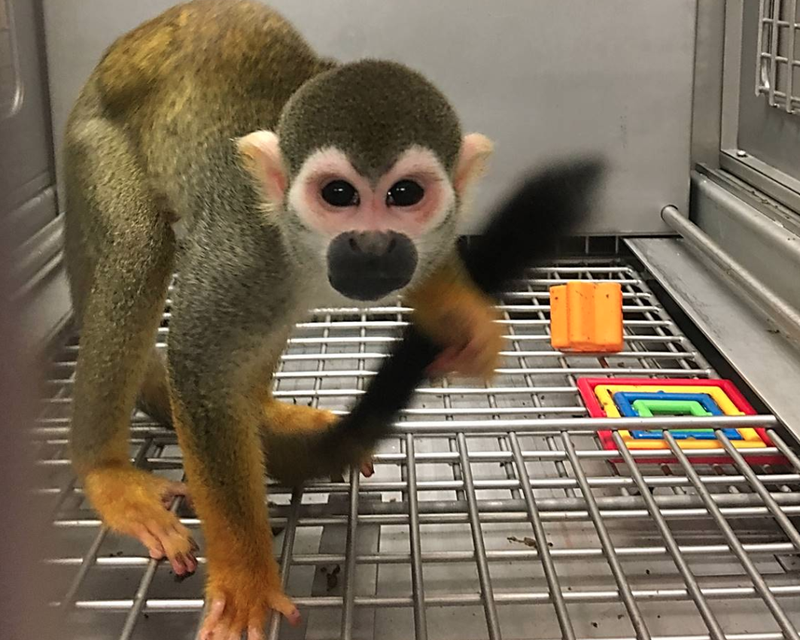 One of 26 monkeys that were moved from a lab in Arkansas to Jungle Friends Primate Sanctuary in Florida is shown in this photo submitted by the sanctuary.