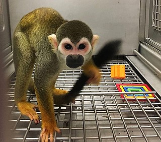 Lab monkeys used in nicotine research in Arkansas now in new