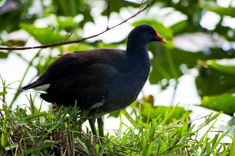 The common moorhen closely resembles its relative the coot. The moorhen often lives in the dense cover of aquatic vegetation, where it is very hard to hunt.