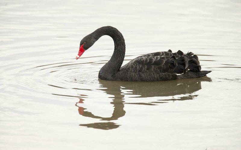 A black swan was spotted at Lake Bella Vista park in Bentonville in January. (NWA Democrat-Gazette/BEN GOFF)
