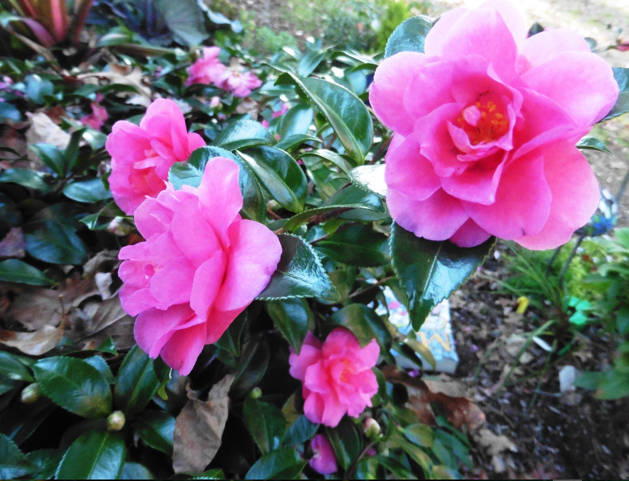 Can-do camelias: When everything else is gray, camellias bloom in the gloom