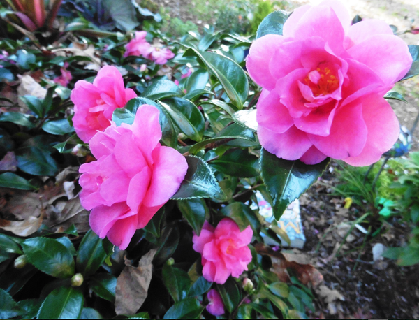 Can-do camelias: When everything else is gray, camellias bloom in the ...