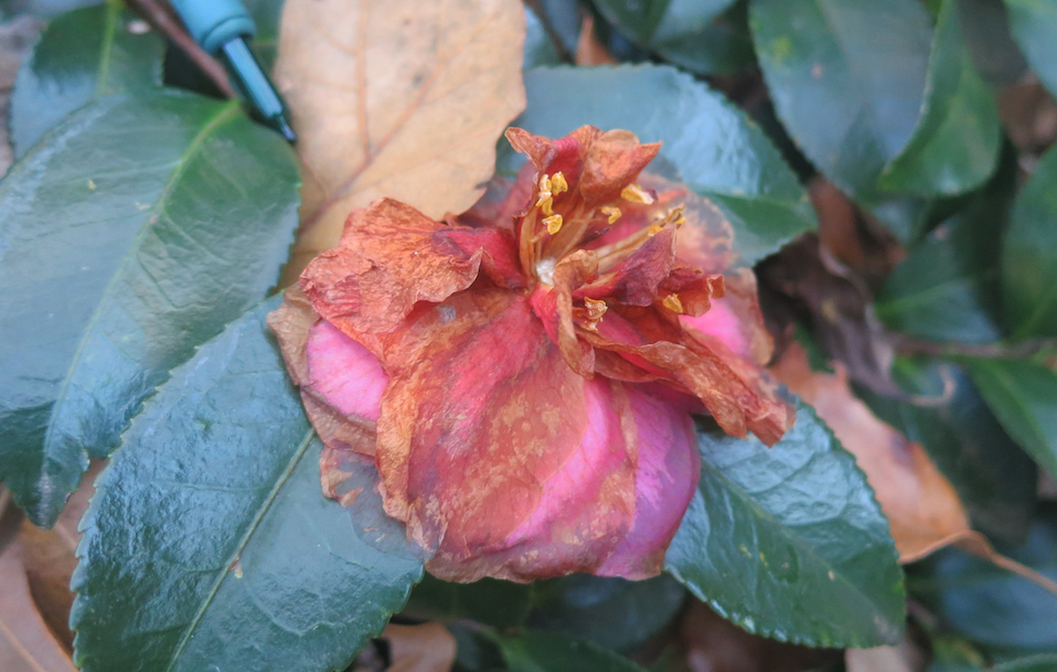 Cando camelias When everything else is gray, camellias bloom in the gloom