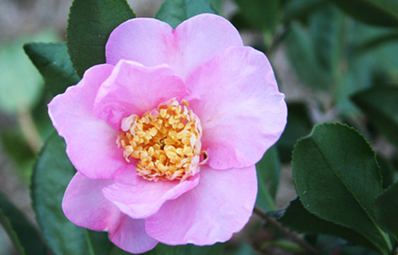 Cando camelias When everything else is gray, camellias bloom in the