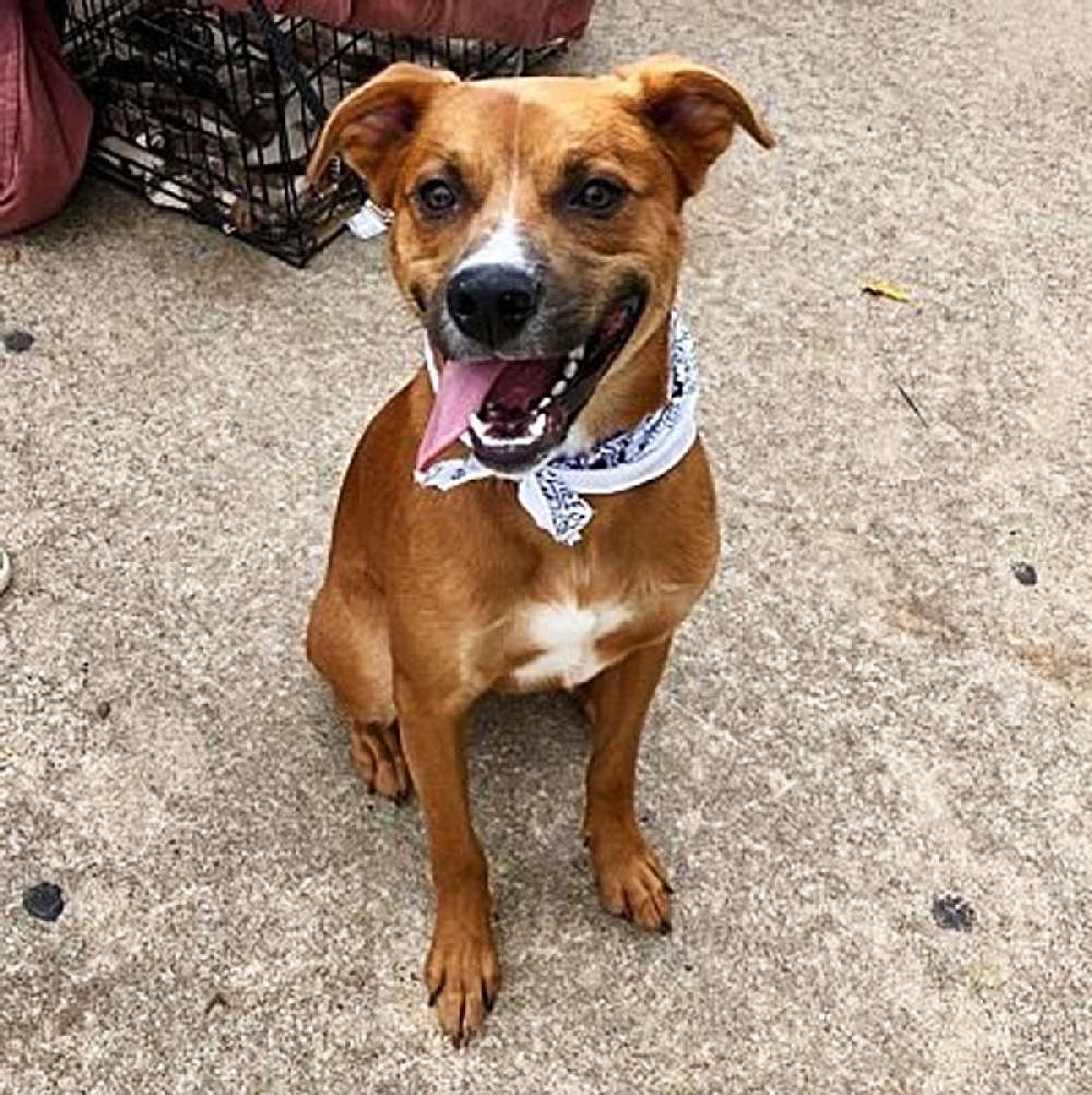 Pet of the Week | The Arkansas Democrat-Gazette - Arkansas' Best News ...
