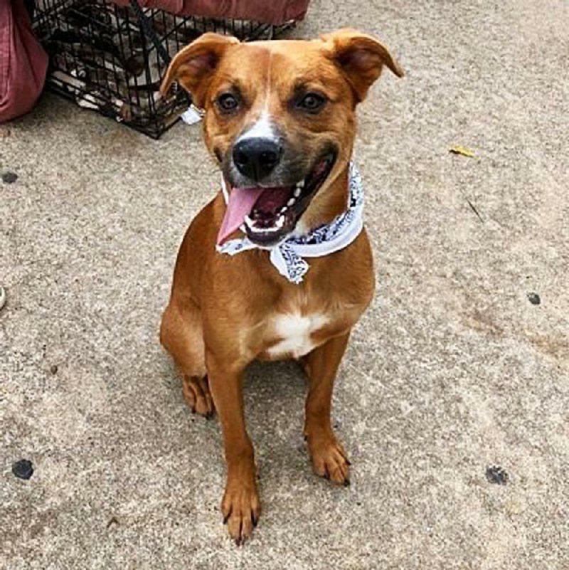 in the woods animal rescue