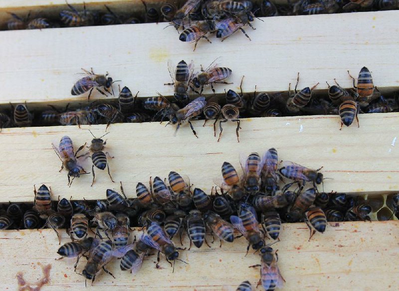 Bees try to stay warm in a hive at Baxter’s Apiary in Greenbrier. 