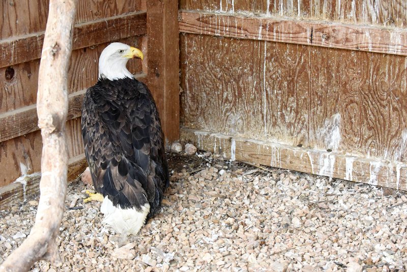 NWA Democrat-Gazette/FLIP PUTTHOFF 
An injured eagle is Nov. 30 2018 at Morning Star Wildlife Rehabilitation Center near Gravette.
