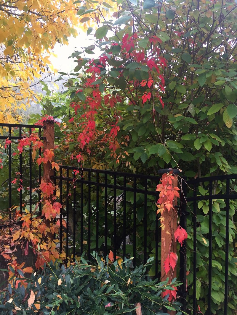 This Oct. 19, 2018 photo of an ivy-covered fence near Langley, Wash., underscores that there are no landscaping rules against blending different plant varieties or integrating them into commercial fencing. Vines and shrubs soften the look of traditional fences. (Dean Fosdick via AP)