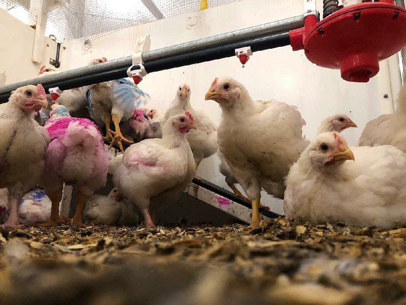 These chickens in a pen at the University of Guelph in Ontario, Canada, are part of a behavioral study funded by the Global Animal Partnership. 