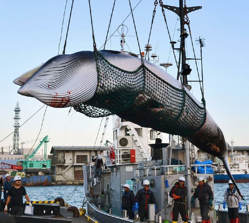 A minke whale is unloaded at the port in Kushiro, Japan, in September 2017 after a whaling expedition for scientific purposes. Japan has been hunting whales under the research umbrella while selling the meat. 