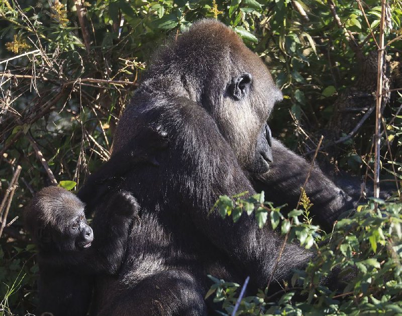 Sekani, her baby Bukavu and the other animals are welcoming post-holiday visitors to the Little Rock Zoo, 1 Zoo Drive, Little Rock. Hours are 9 a.m.-4 p.m. daily (closed New Year’s Day) and admission is $12.95, $10.95 for ages 60 and older and active military, $9.95 for ages 3-12. Parking is $3. Call (501) 666-2406.