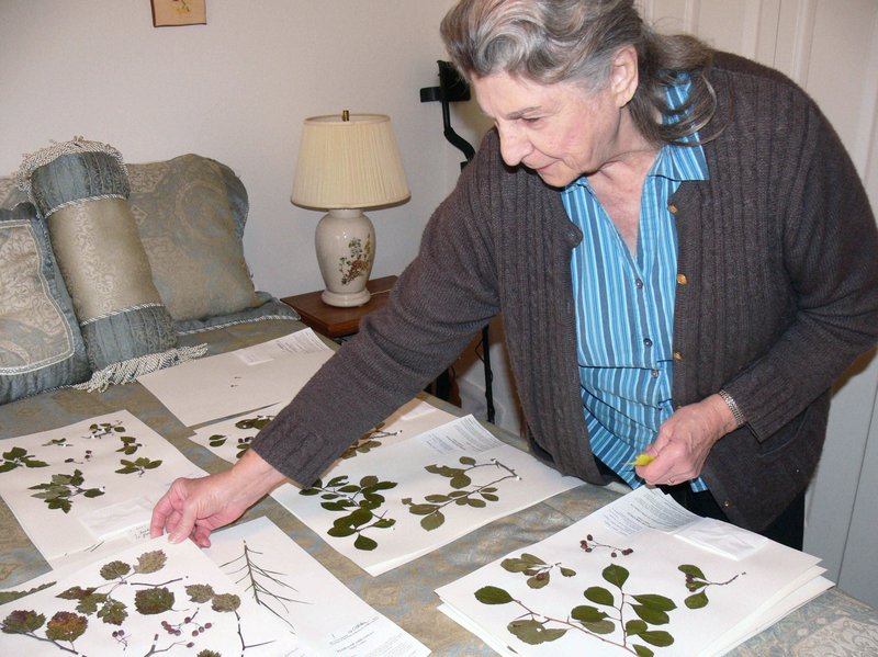 At home at Hot Springs Village, Barbara Baker spreads mounted plant specimens on a bed to dry before she and her husband return them to the Arkansas Natural Heritage Commission's Herbarium. (Special to the Democrat-Gazette/JERRY BUTLER)