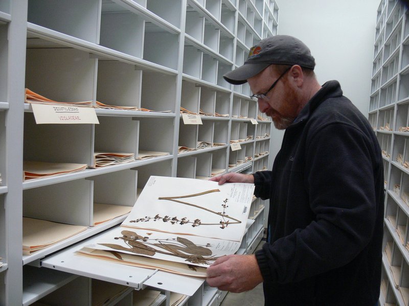 Theo Witsell, curator of the Arkansas Natural Heritage Commission’s Herbarium, examines preserved plant specimens. (Special to the Democrat-Gazette/JERRY BUTLER)
