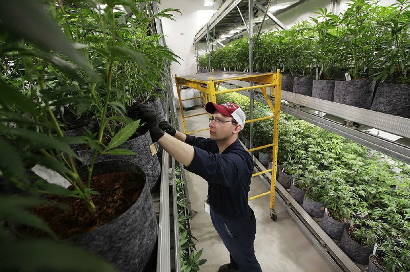 A worker tends to cannabis plants earlier this year at a cultivation facility in Milford, Mass. The East Coast’s first recreational-pot shops opened in November in Massachusetts. 