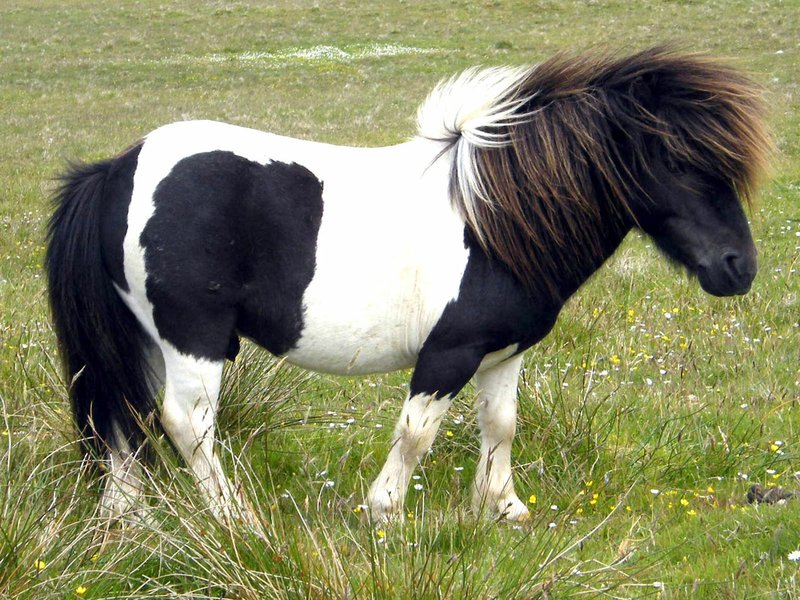 Courtesy Photo Ginger was the Burkholder family's black-and-white-spotted Shetland pony who remained within the family for some 30-odd years and was loved by all of them.