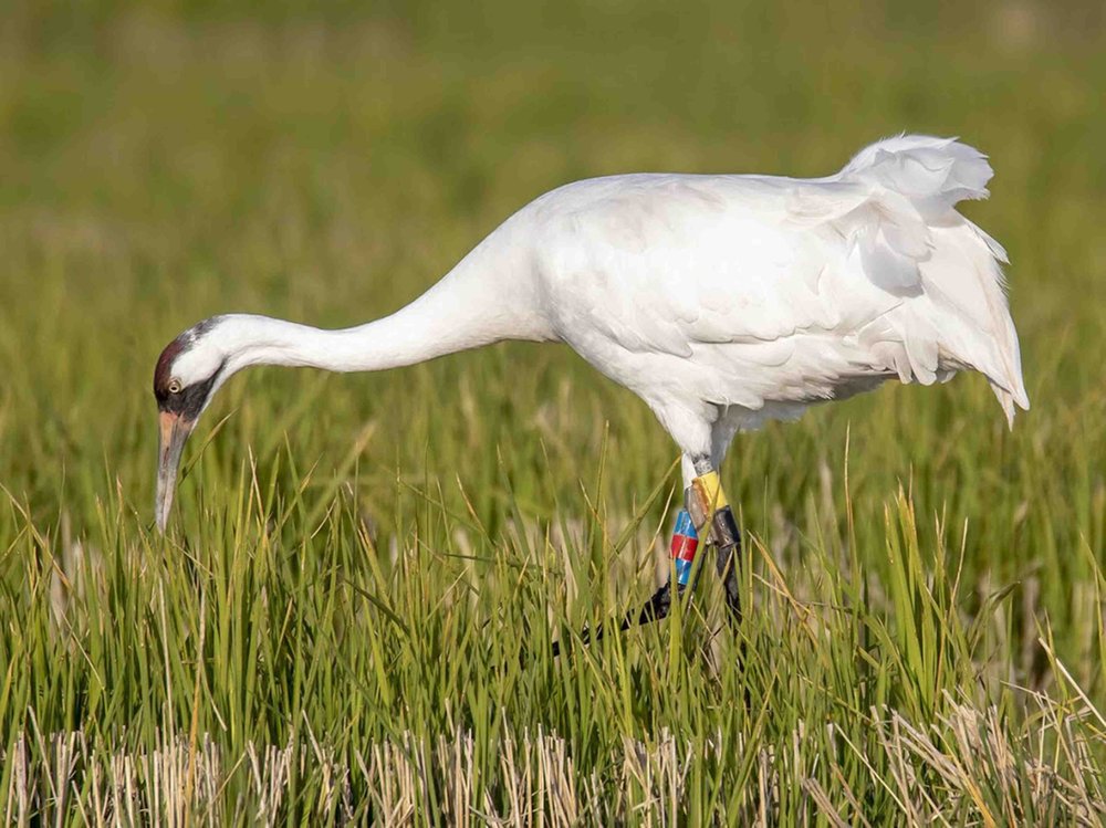 Wayward whooping crane pays a visit to parts of Arkansas, to the ...