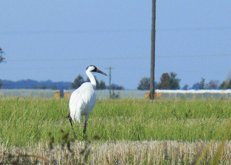The whooping crane L4-17 stalks about in a rice field near Roe in Monroe County in November. The crane left the area Dec. 15 or 16 and was later seen in a refuge in Alabama. (Special to the Democrat-Gazette/JERRY BUTLER)