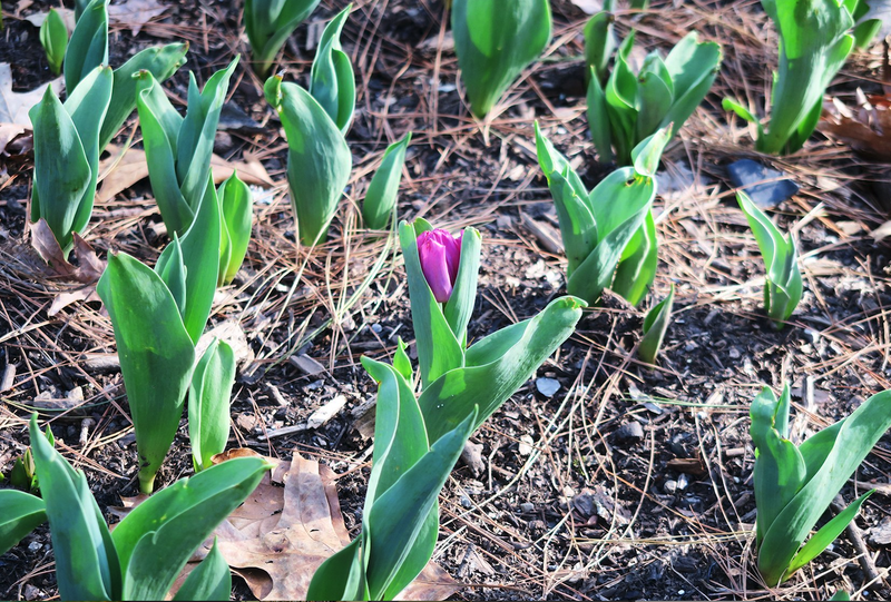 Special to the Democrat-Gazette/JANET B. CARSON
Tulip bulbs must chill for six to 12 weeks to look their best.