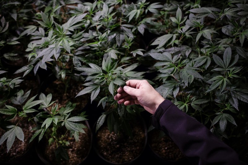 Kevin McBride inspects plants at his small cannabis-growing operation near Crawford Bay, in British Columbia, Canada, on Nov. 7, soon after the country legalized recreational pot. Bloomberg photo by Ben Nelms