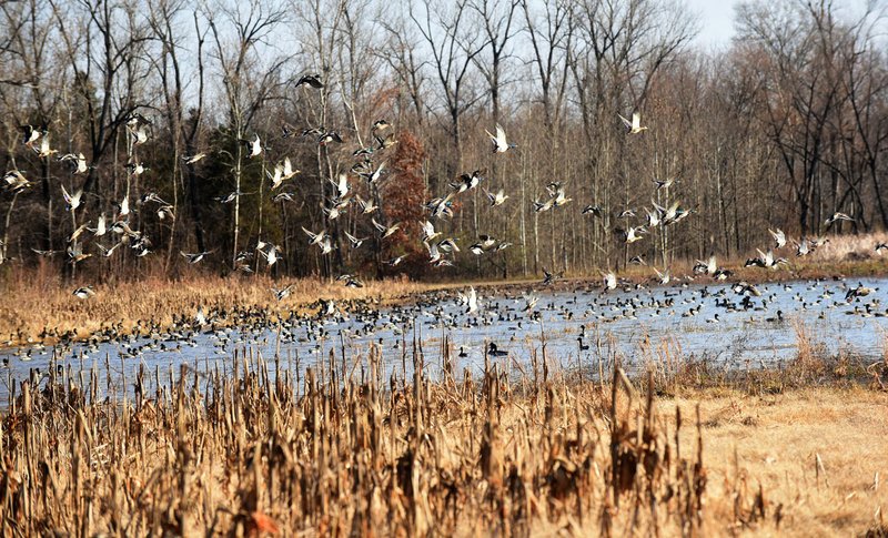  Mallards take flight from a wetland in mid-December at Sequoyah National Wildlife Refuge in eastern Oklahoma in this file photo. Some 5,000 to 10,000 ducks were seen on the wetland during a drive along the refuge tour road.
(NWA Democrat-Gazette/FLIP PUTTHOFF)