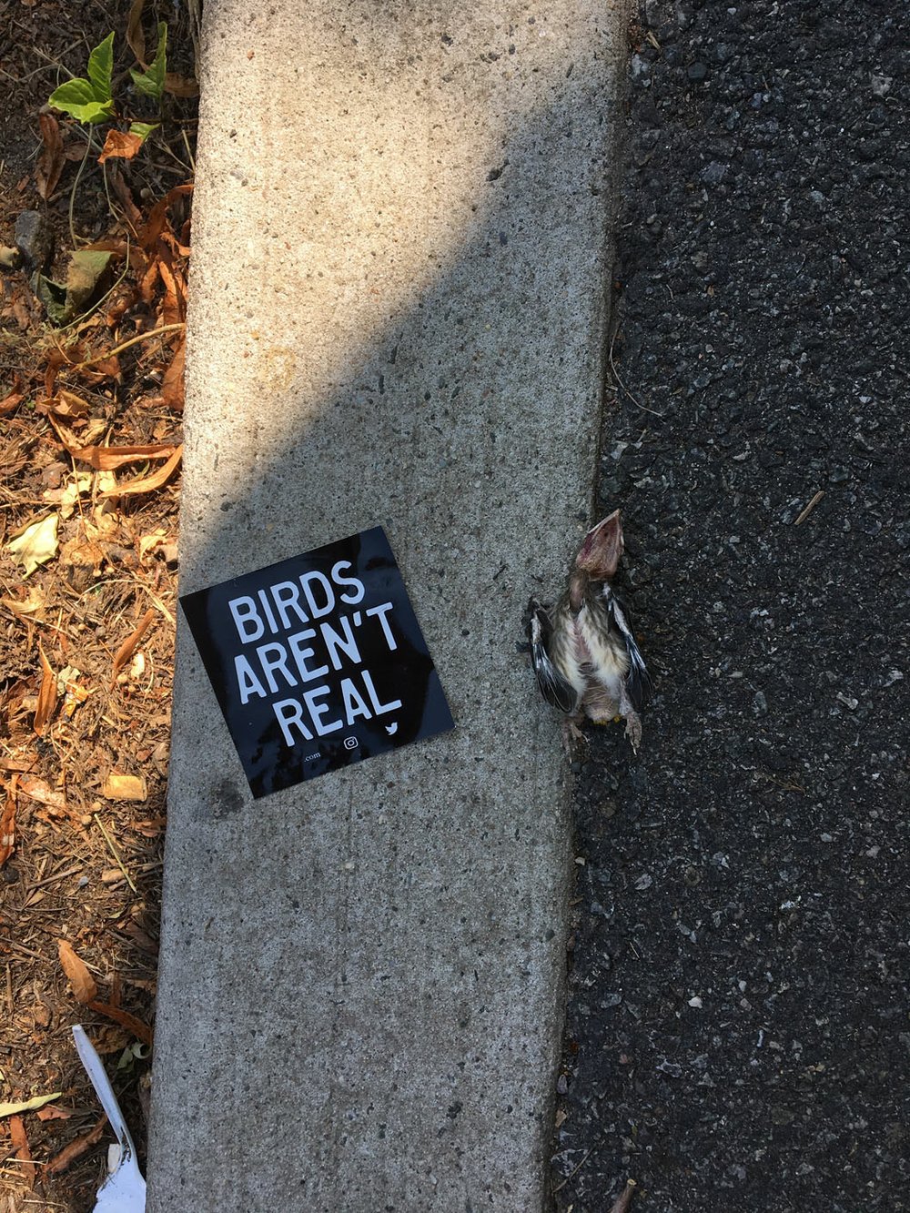 'Birds Aren't Real'