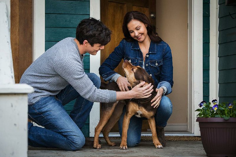 Lucas (Jonah Hauer-King) and his war veteran mother, Terri (Ashley Judd), bond with very good girl Bella (Shelby) in Charles Martin Smith’s A Dog’s Way Home. 