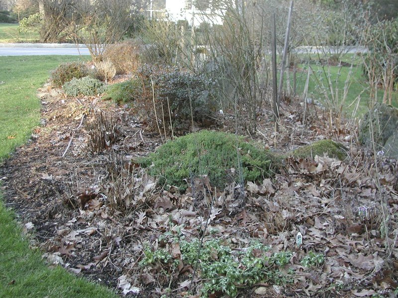 AP/LEE REICH This undated photo shows a mulched flower bed in Scarsdale, N.Y. The leafy mulch covering this flower bed provides many benefits, not the least of which is snuffing out small weed seedlings that would try to gain access in spring.