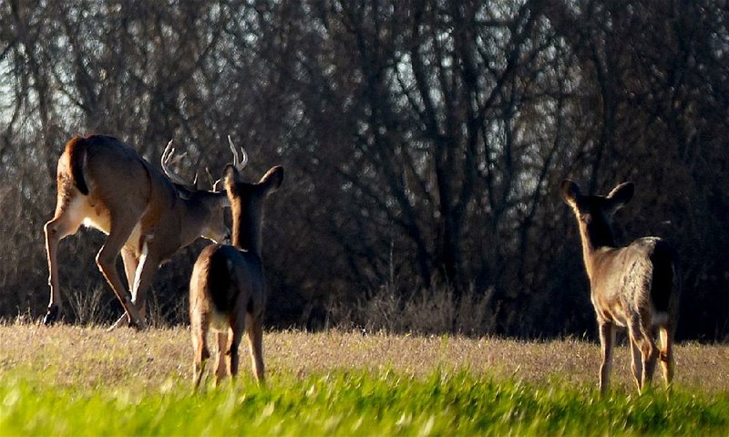 A pair of nervous does watches an 8-point buck leave a wheat field in northwest Louisiana. 