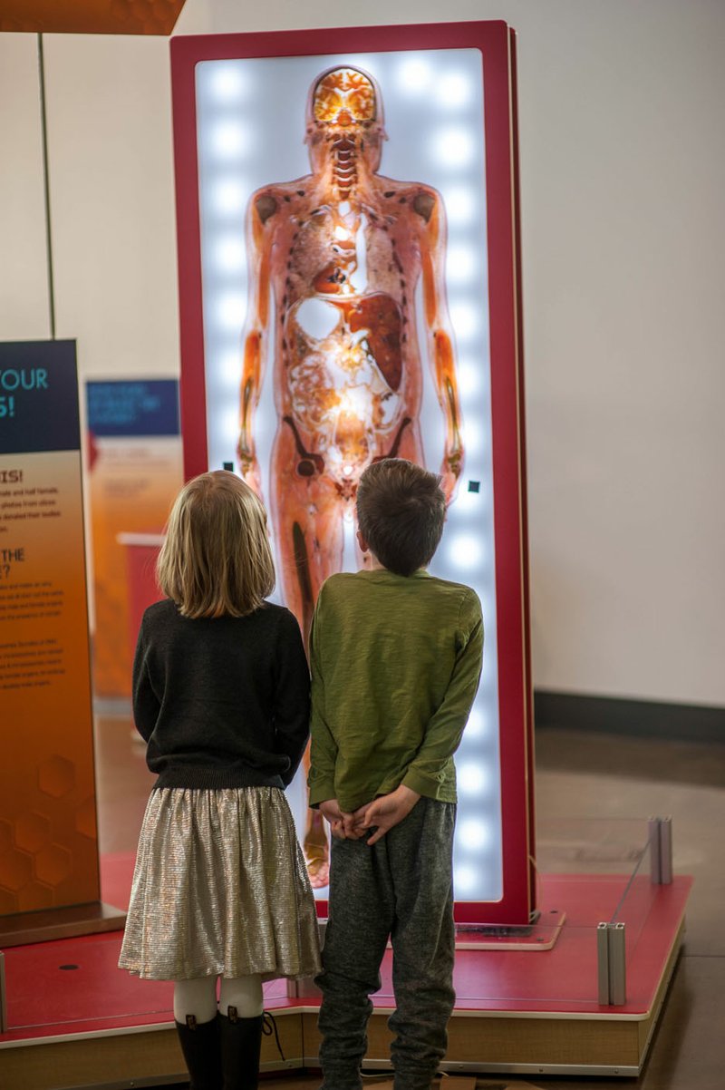 NWA Democrat-Gazette / LARA JO HIGHTOWER A photo panel in the "Magnificent Me" exhibit at the Amazeum shows kids what their insides look like.